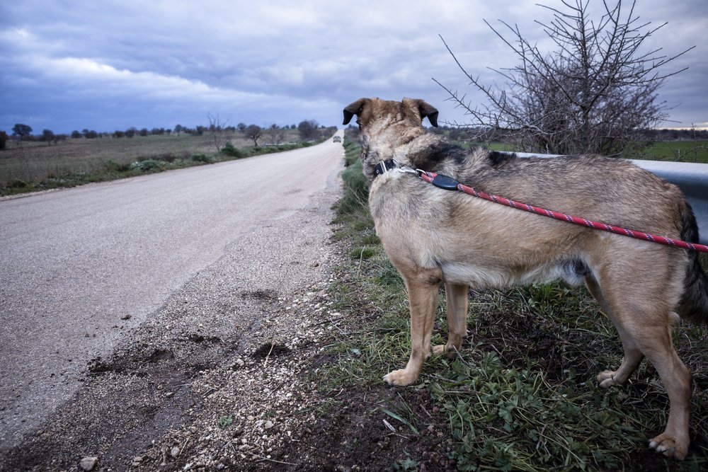  Verlassener Hund mit einer Leine an einer Leitplanke gebunden | Quelle: Shutterstock