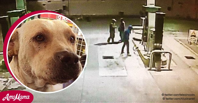 Ein ausgesetzter Hund, der von den Mitarbeitern einer Tankstelle adoptiert wurde, verteidigte seine neuen Freunde vor Dieben