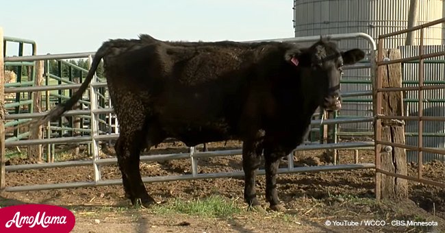 Ein Bauer nahm an, dass seine Kuh mit einem Kalb schwanger wäre, bis die Geburt kam