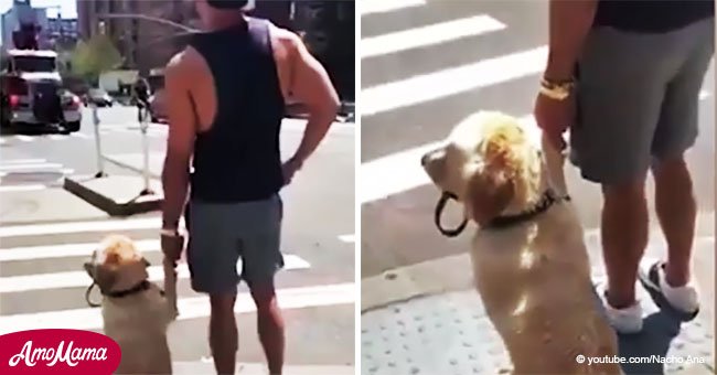 Der süße Moment von einem Hund, der die Hand seines Herrchens hält, um zusammen über die Straße zu gehen, wurde gefilmt