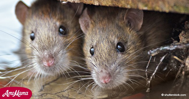 6 Wege, um Ratten und Mäuse von Ihrem Haus fernzuhalten  