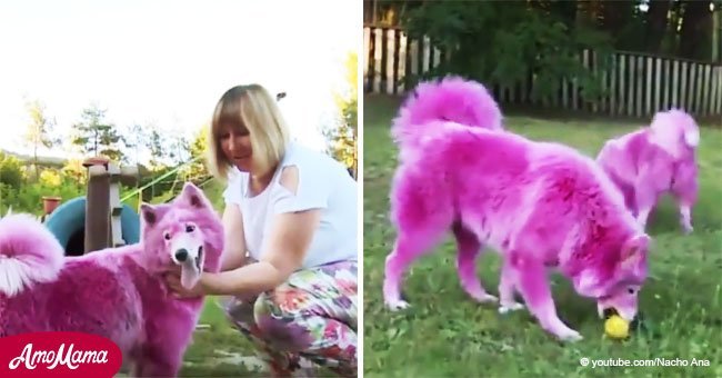 Zwei Hunde wurden pink gefärbt, um Geld mit ihnen zu verdienen und später ohne Futter im Wald zum Sterben ausgesetzt