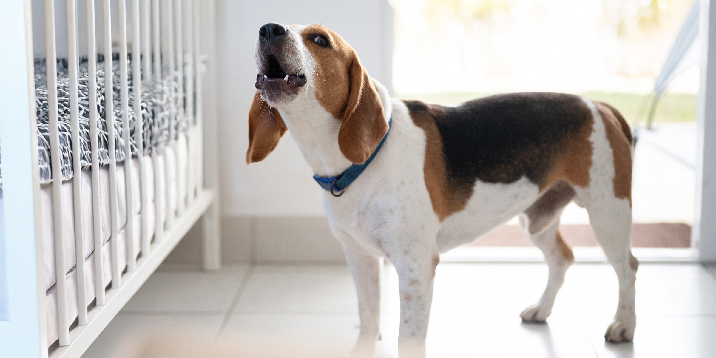 Ein bellender Hund an einer Krippe | Quelle: Shutterstock