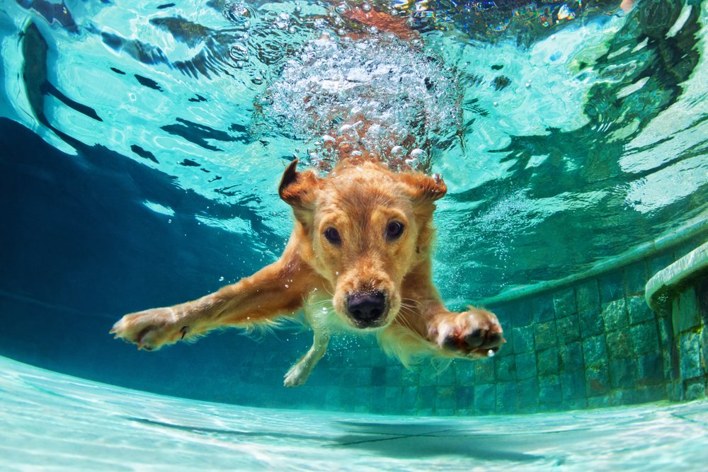 Hund springt ins Wasser. | Quelle: Shuttestock