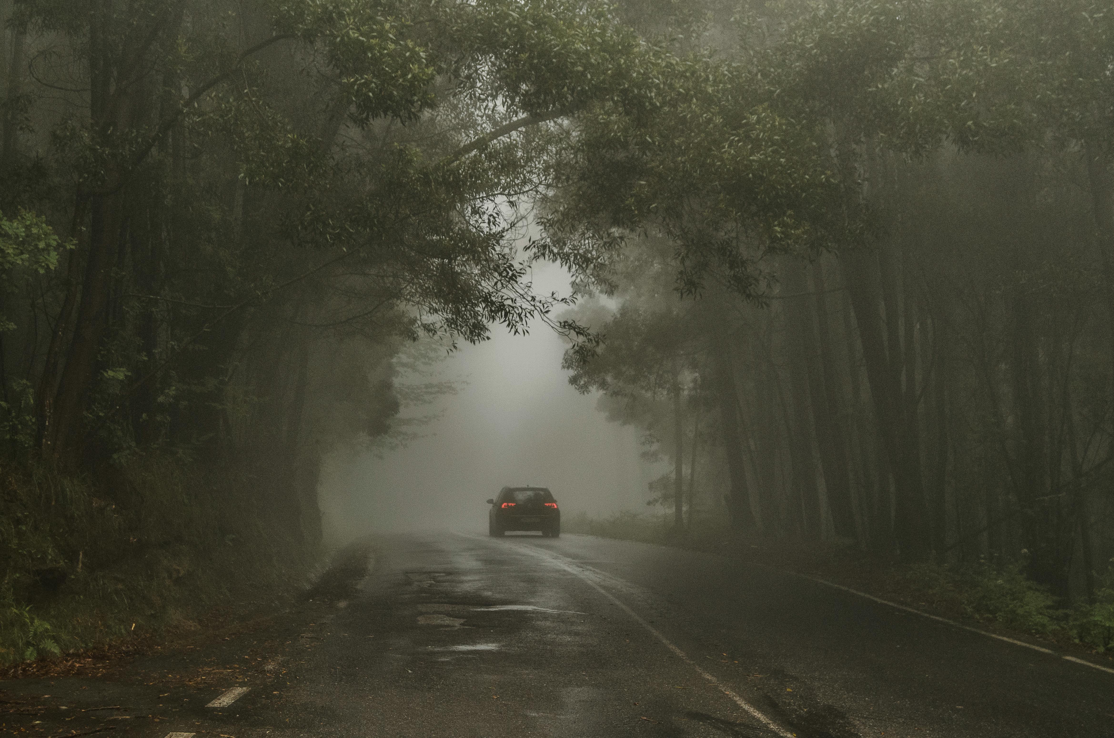 Autofahrt durch den stürmischen Wald | Quelle: Pexels