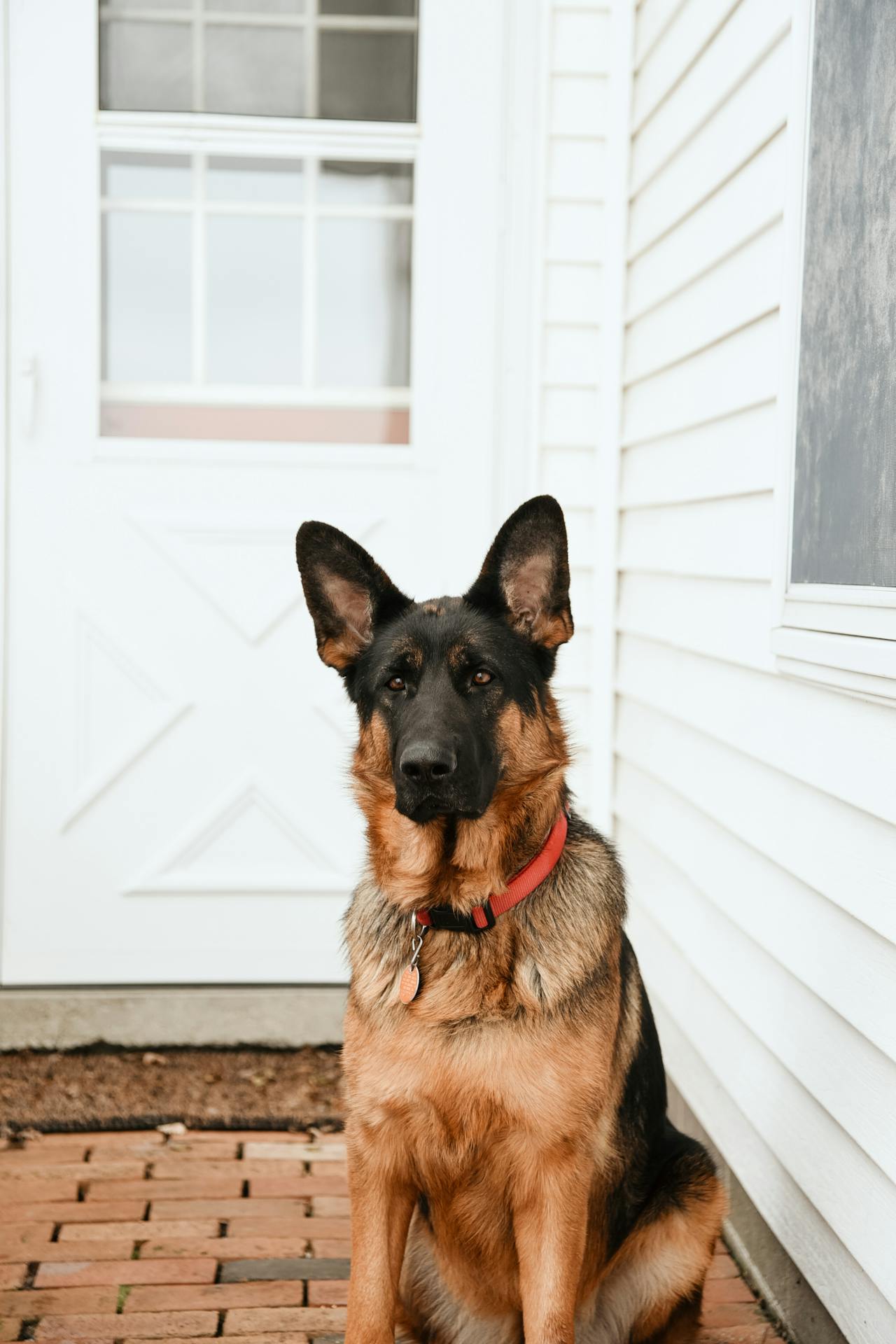 Ein ängstlicher Hund sitzt neben der Tür und hält Wache | Quelle: Pexels