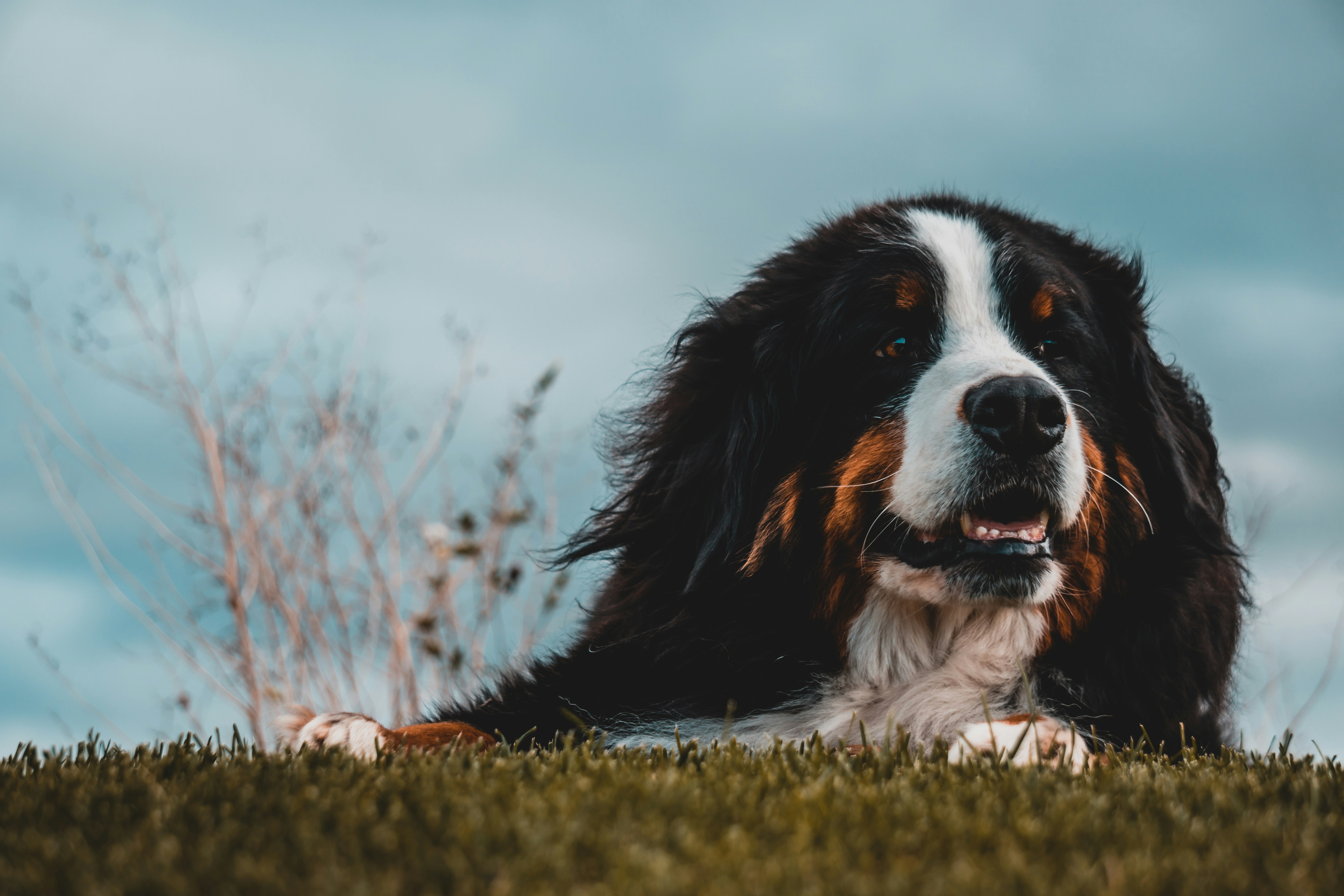 Ein süßer Hund | Quelle: Unsplash