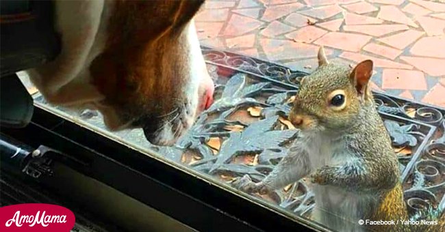 Ein Eichhörnchen kehrt nach acht Jahren mit einer Überraschung zu der Familie zurück, die es einst gerettet hat