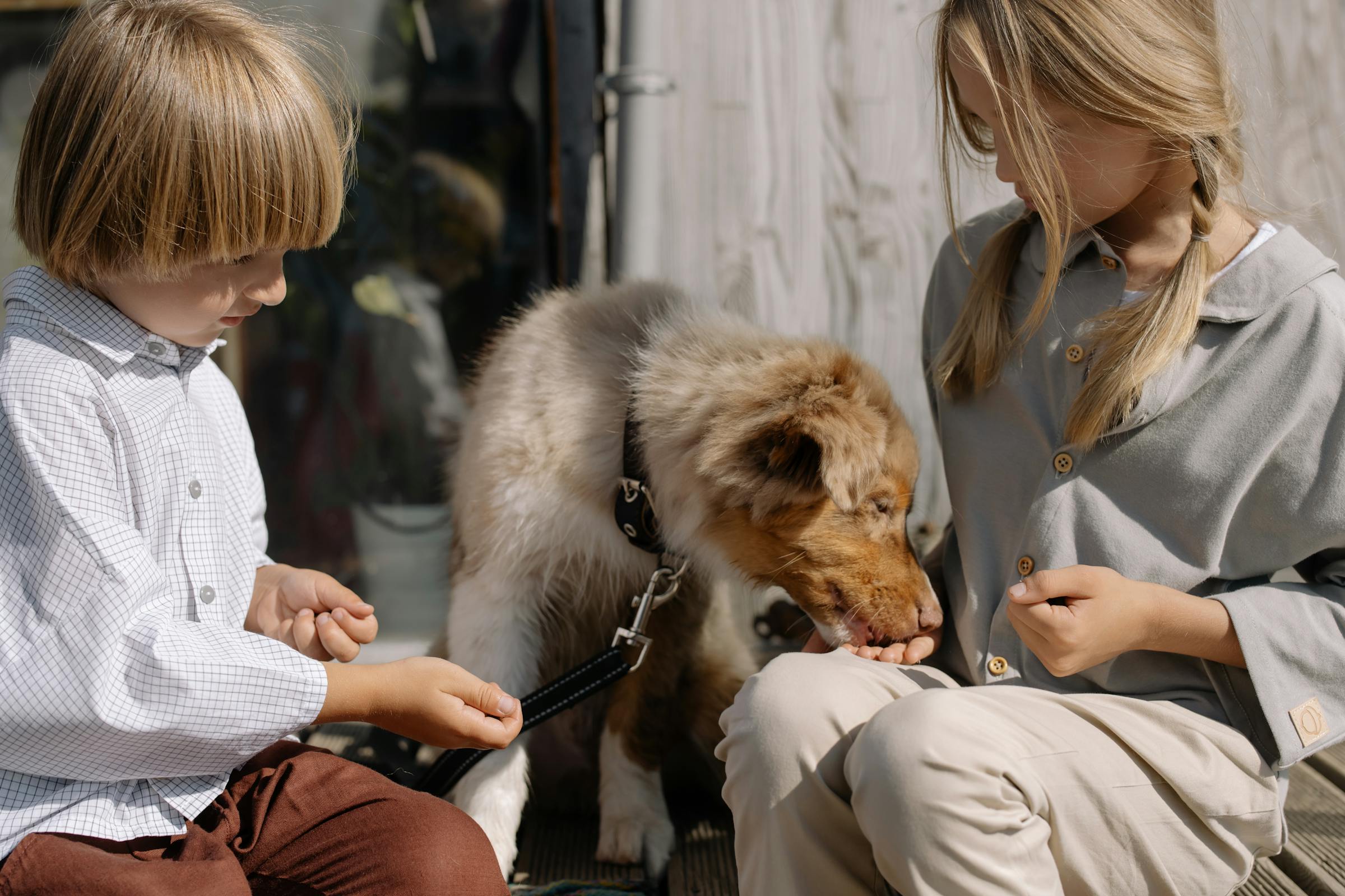 Kinder spielen mit einem Hund | Quelle: Pexels