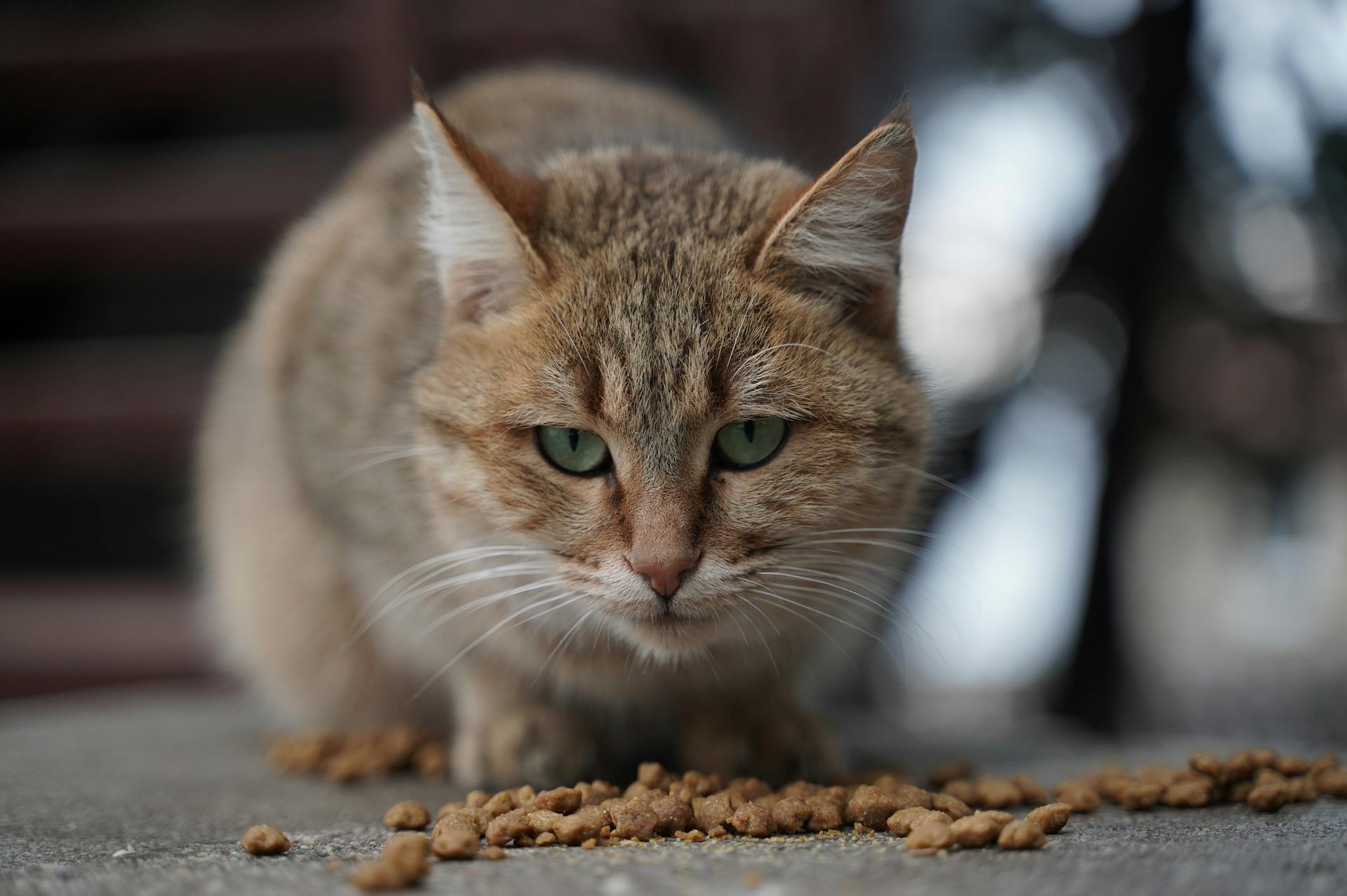 Eine Nahaufnahme einer Katze | Quelle: Pexels