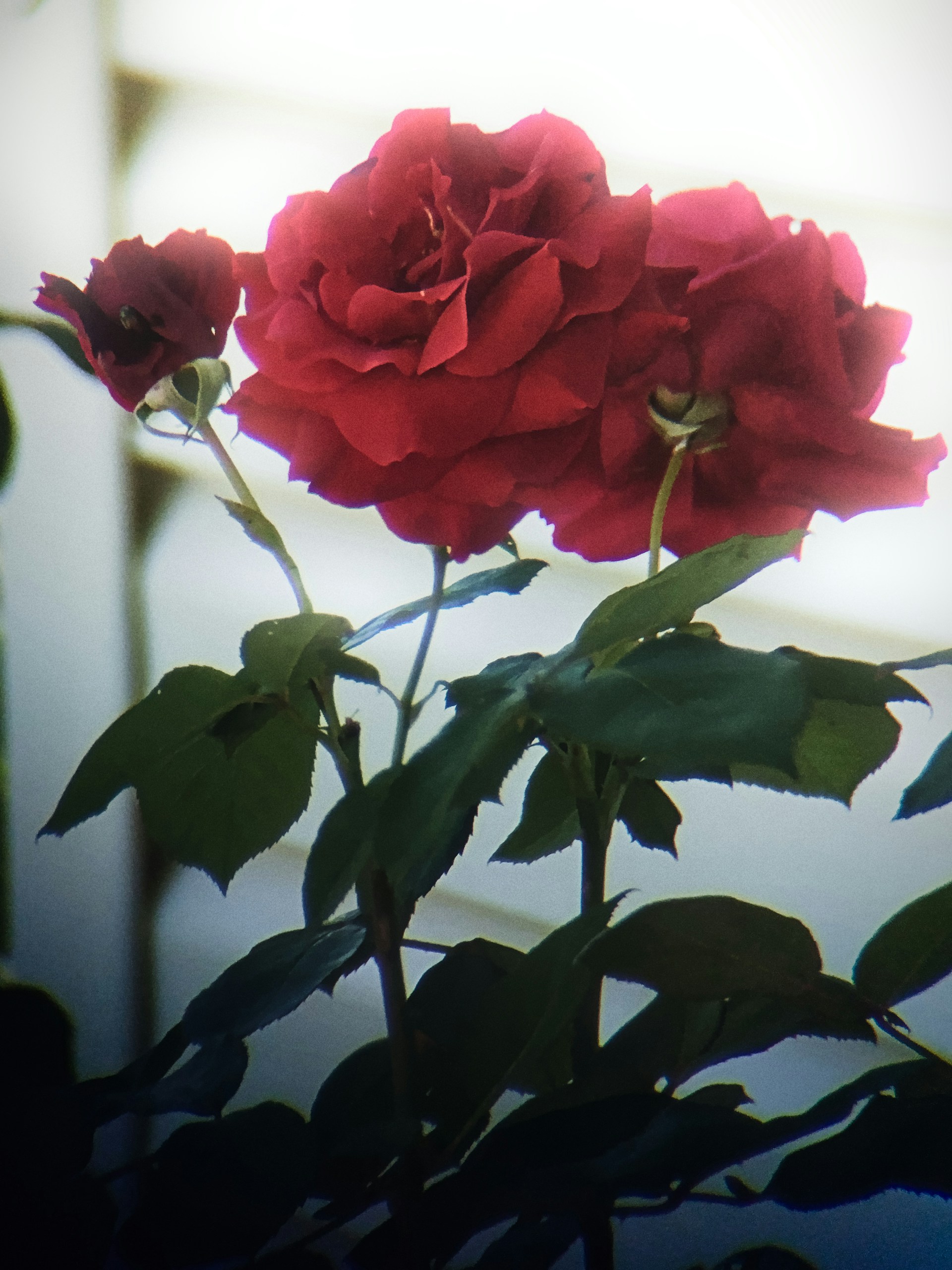 Nahaufnahme von blühenden karminroten Rosen | Quelle: Unsplash