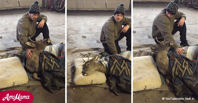 Der Mann, der einen Hirsch aus einem eingefrorenen See rettete, wird bestrafft, weil er ihn nach Hause nahm