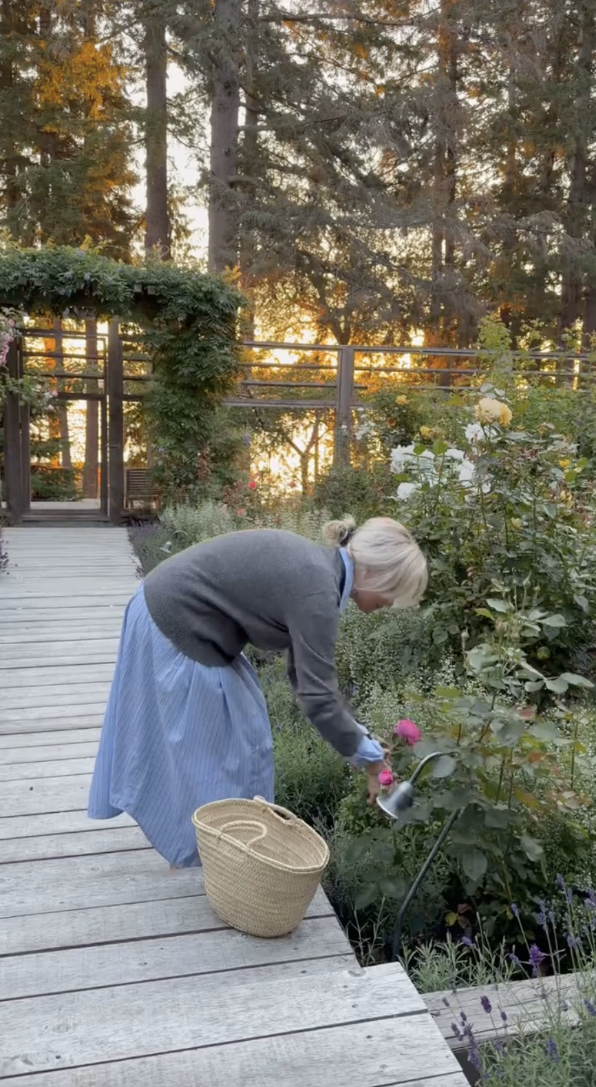 Pamela Anderson beugt sich über eine Holzpromenade, um mit einer Gartenschere frische rosa Rosen zu schneiden – in Arcady, während neben ihr auf den gebleichten Brettern ein geflochtener Korb steht. Im goldenen Morgenlicht vor dem Hintergrund weißer und gelber Rosenbüsche genoss sie ihre ruhige Routine und teilte das Video mit ihren Followern: „Guten Morgen aus dem Garten, TikTok… 🤍“. | Quelle: TikTok/pamelaanderson