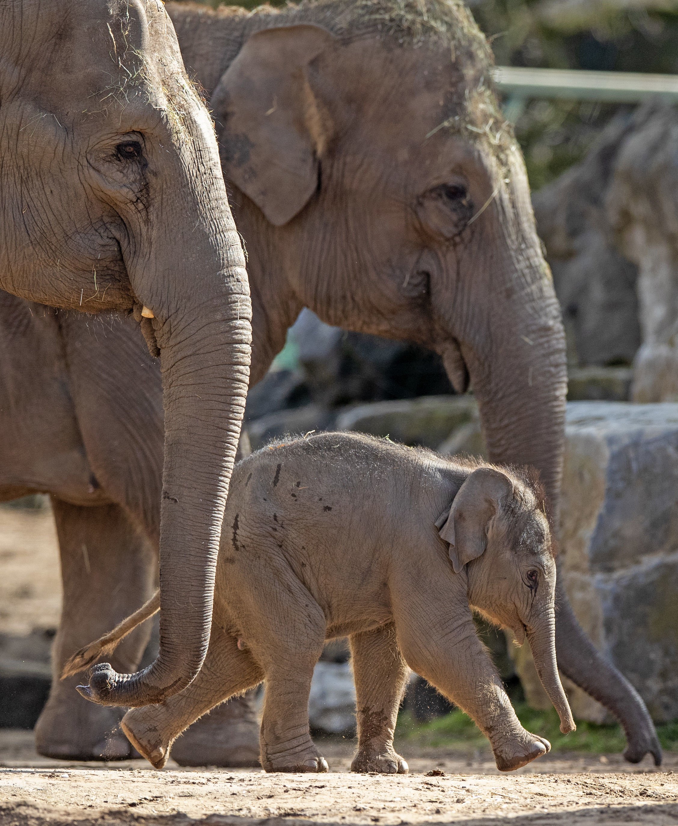 Riva Hi Way, ein asiatisches Elefantenkalb, das Februar 2020 im Chester Zoo geboren wurde, gibt ihr öffentliches Debüt zusammen mit ihrer Mutter, der 15-jährigen Sundara Hi Way | Quelle: Getty Images