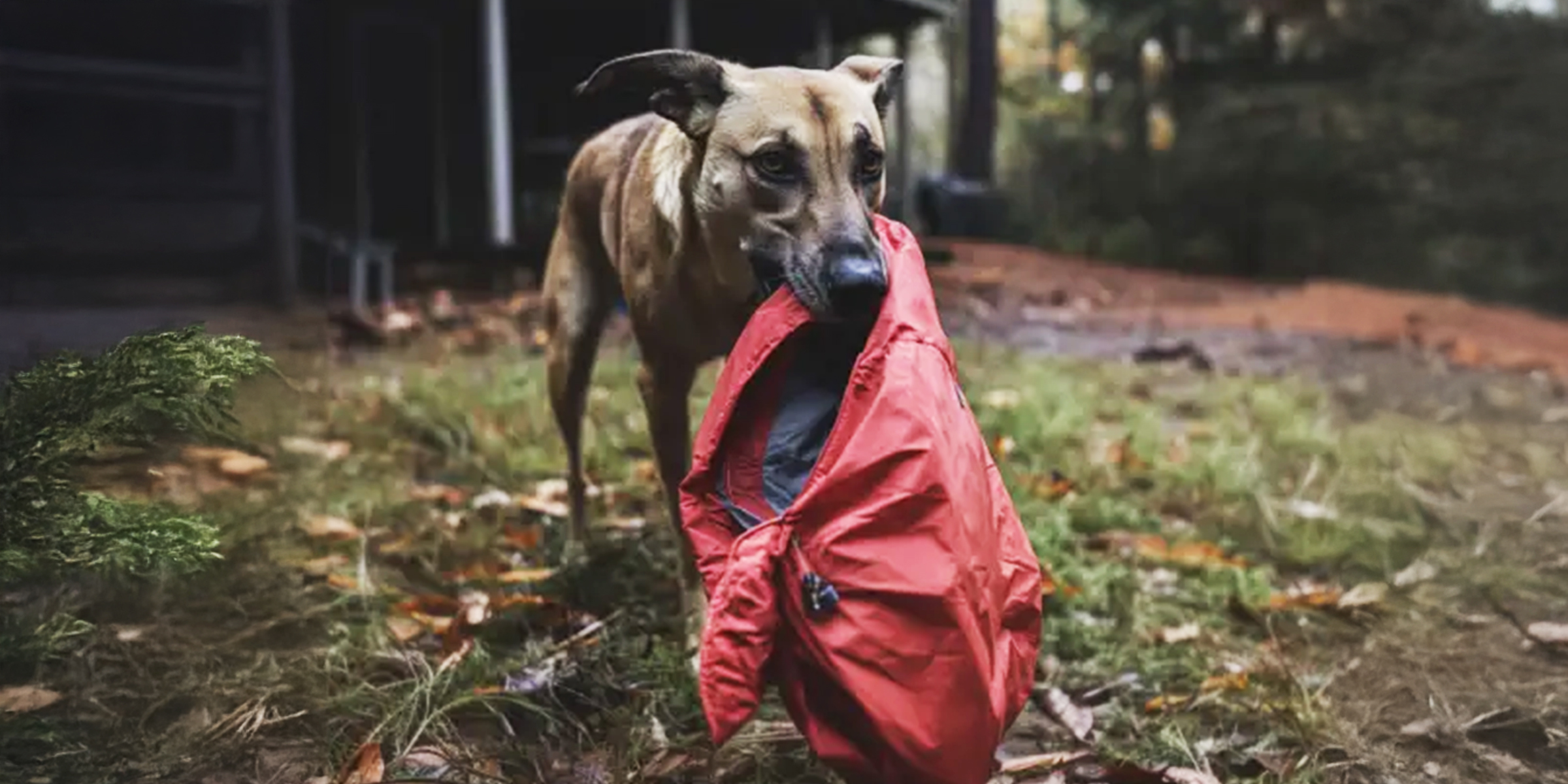 Ein Hund, der eine Jacke trägt | Quelle: Amomama