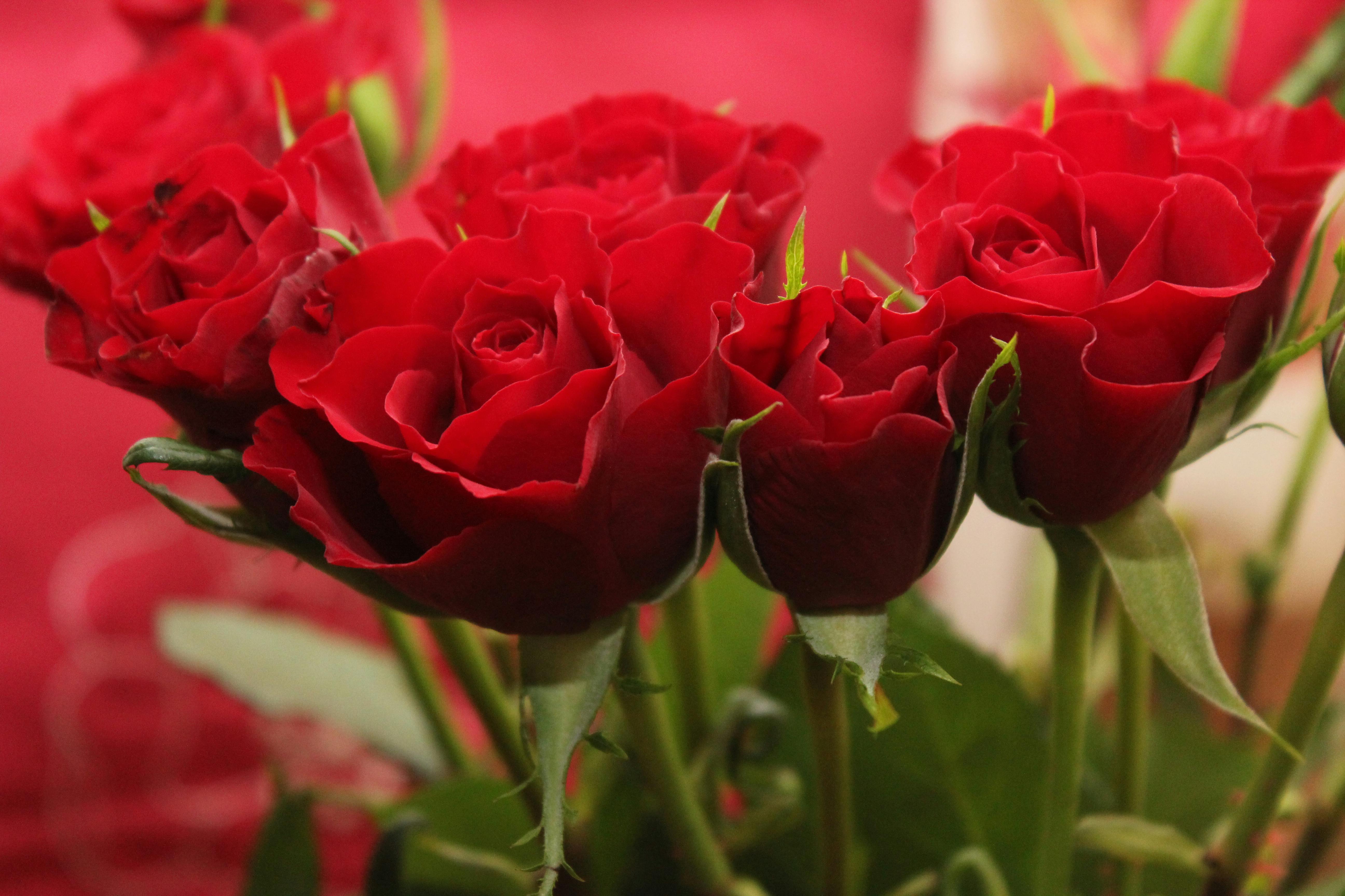 Blumenstrauß aus roten Rosen | Quelle: Pexels