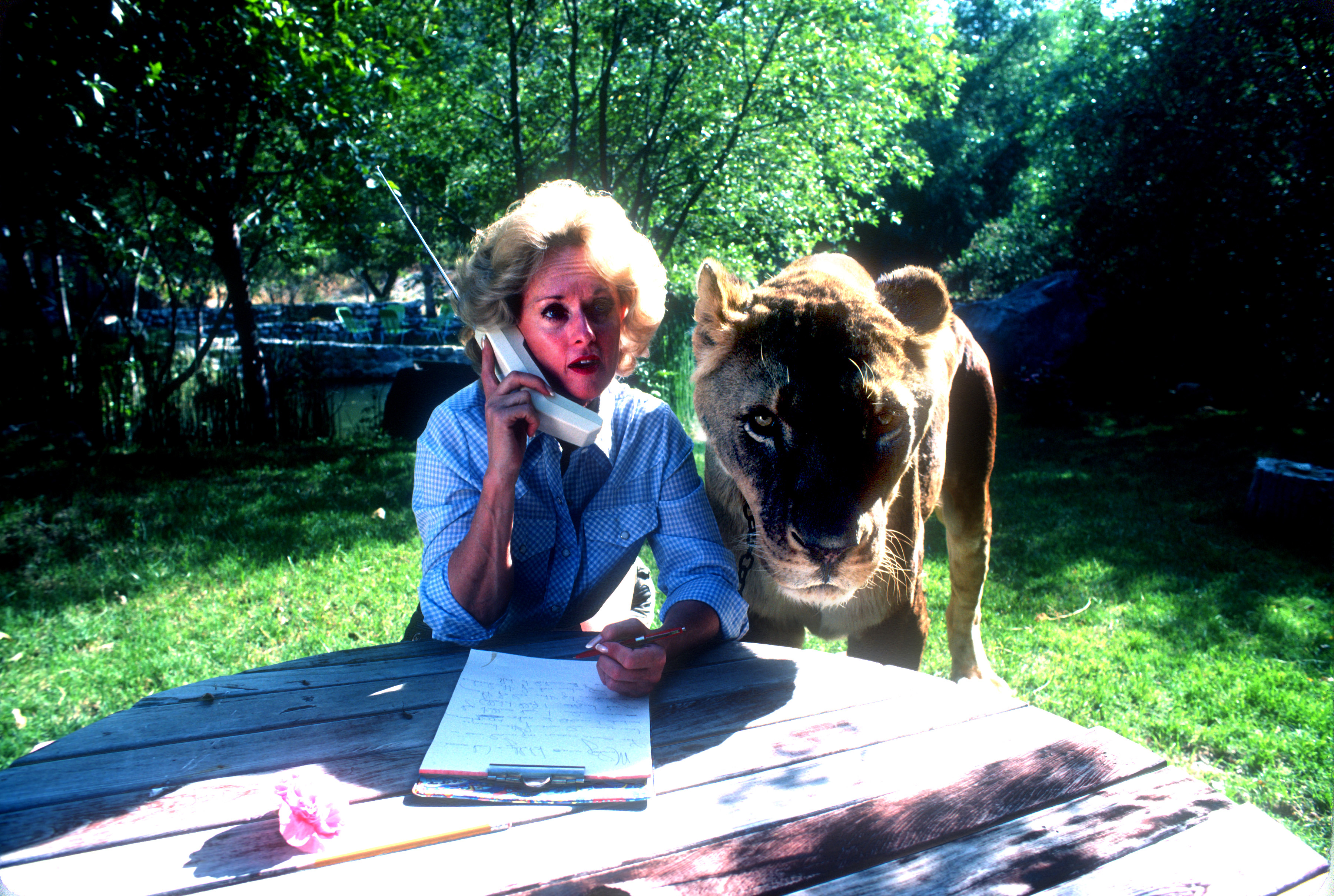 Tippi Hedren telefoniert am 16. November 1983 in Saugus, Kalifornien, mit einem ausgewachsenen weiblichen Löwen neben ihr. | Quelle: Getty Images