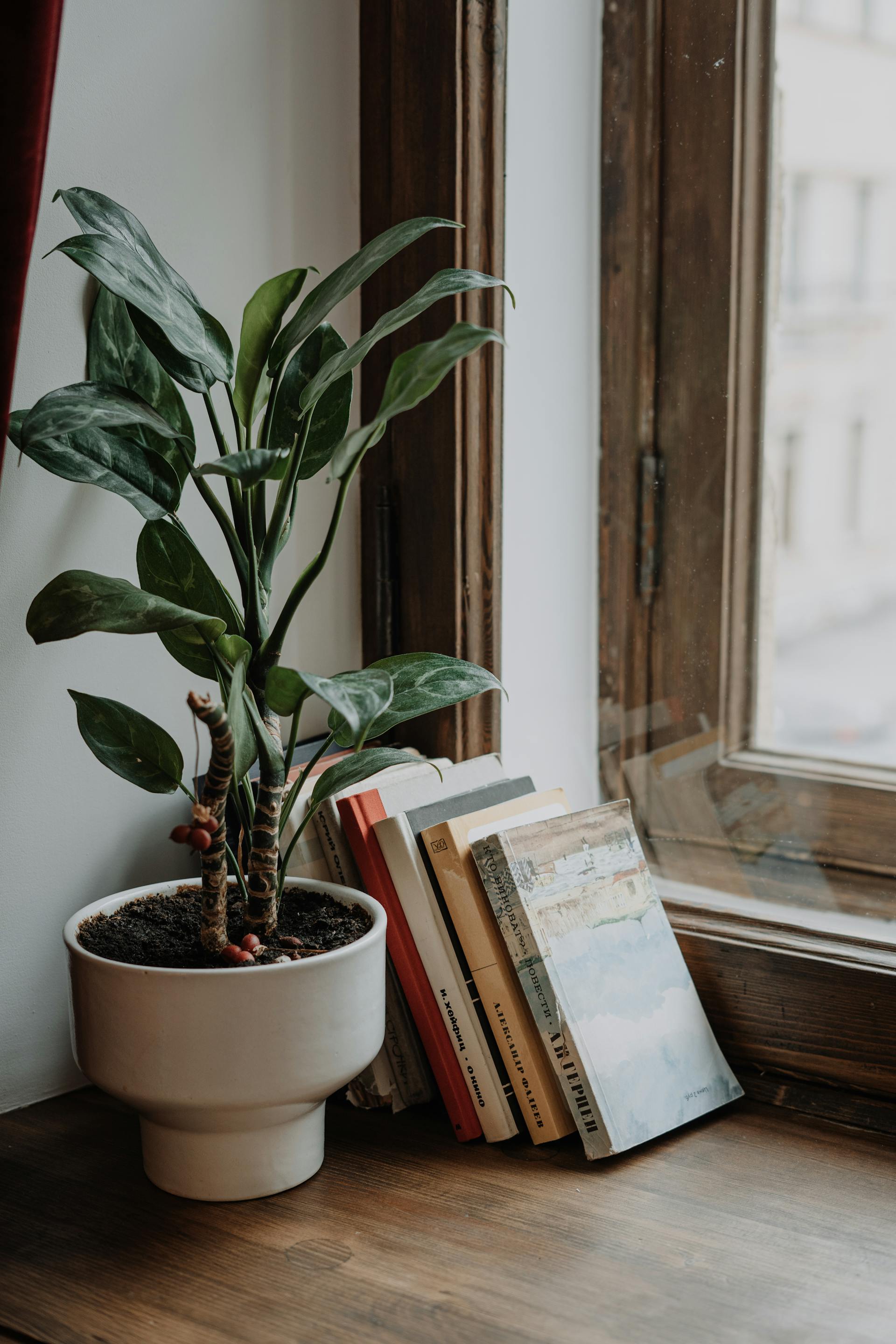 Eine Topfpflanze und Bücher liegen am Fenster | Quelle: Pexels