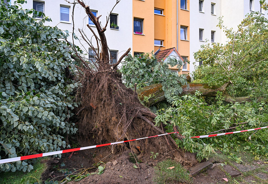 20. August 2026, Brandenburg, Fürstenwalde/Spree: Nach einem Tornado liegen entwurzelte Bäume vor einem Wohnhaus. Der Deutsche Wetterdienst bestätigt, dass ein Tornado Fürstenwalde/Spree in Brandenburg heimgesucht hat | Quelle: Getty Images
