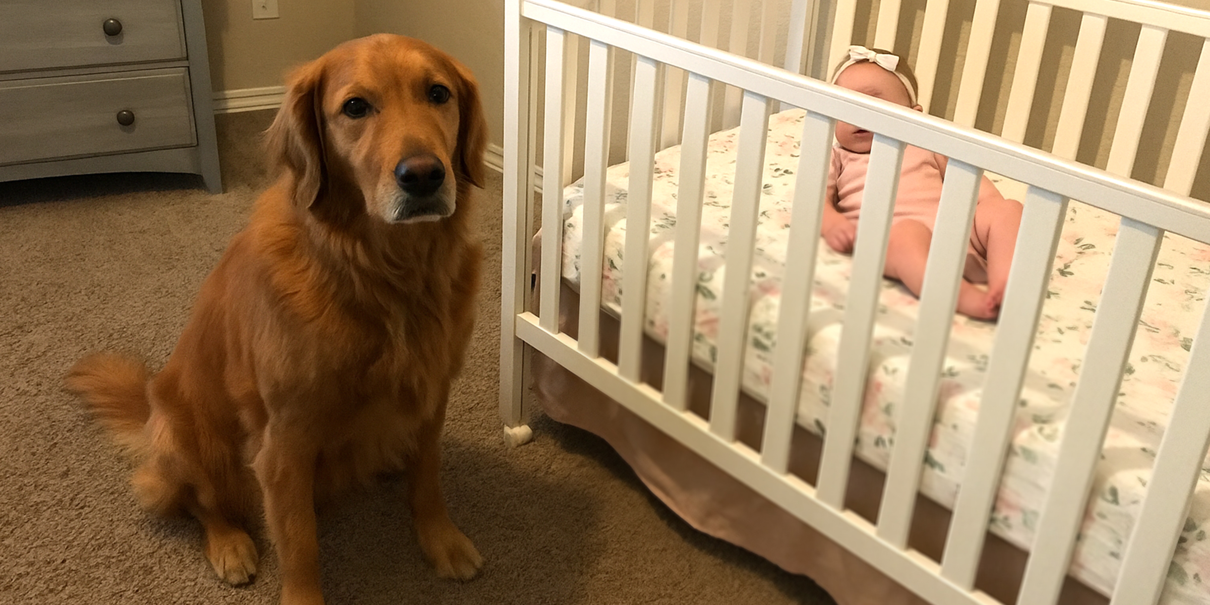 Ein Hund, der neben einer Krippe sitzt | Quelle: The Celebritist