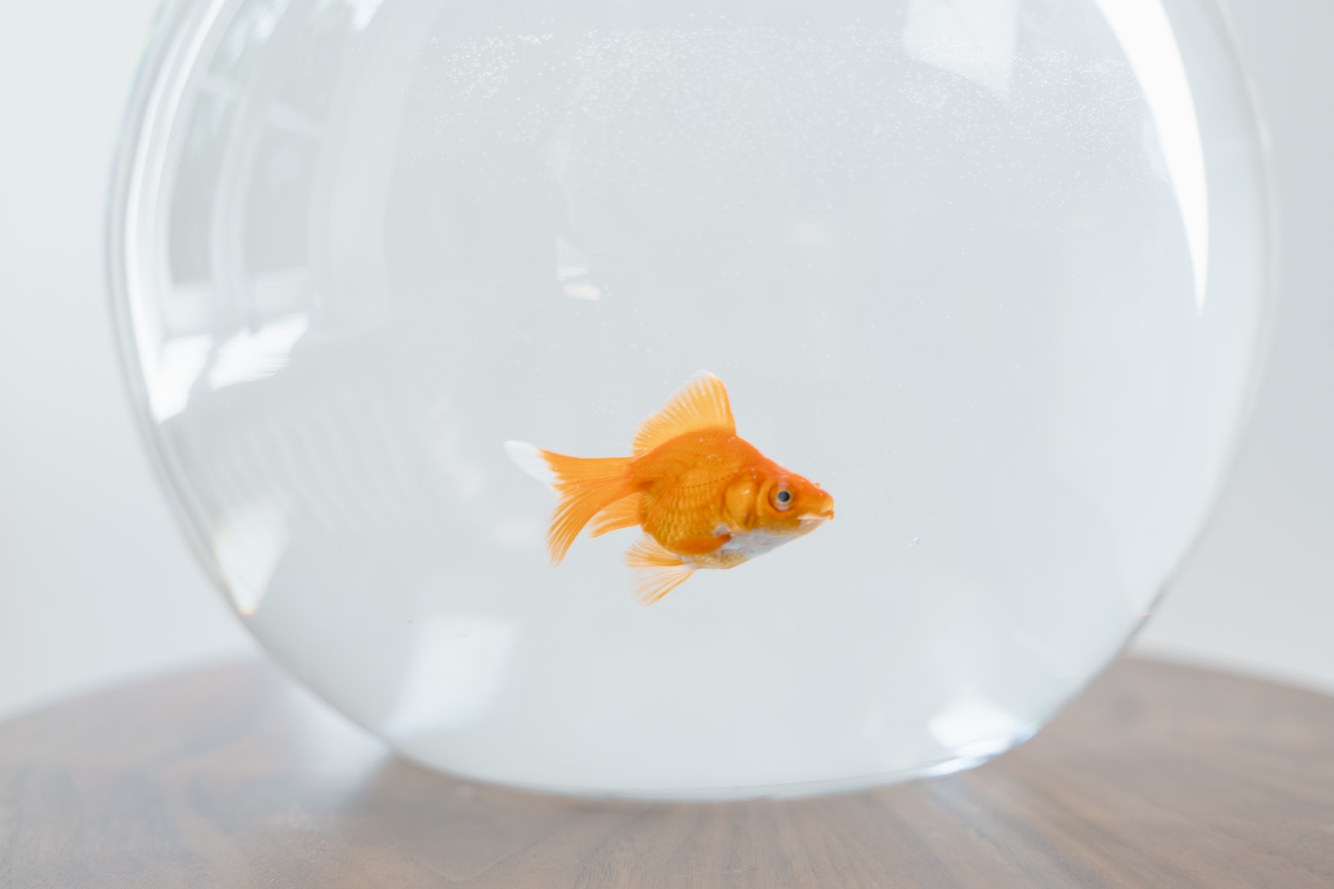 Ein Fisch in einem Fischglas | Quelle: Pexels
