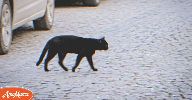 Eine schwarze Katze auf der Straße | Quelle: Shutterstock