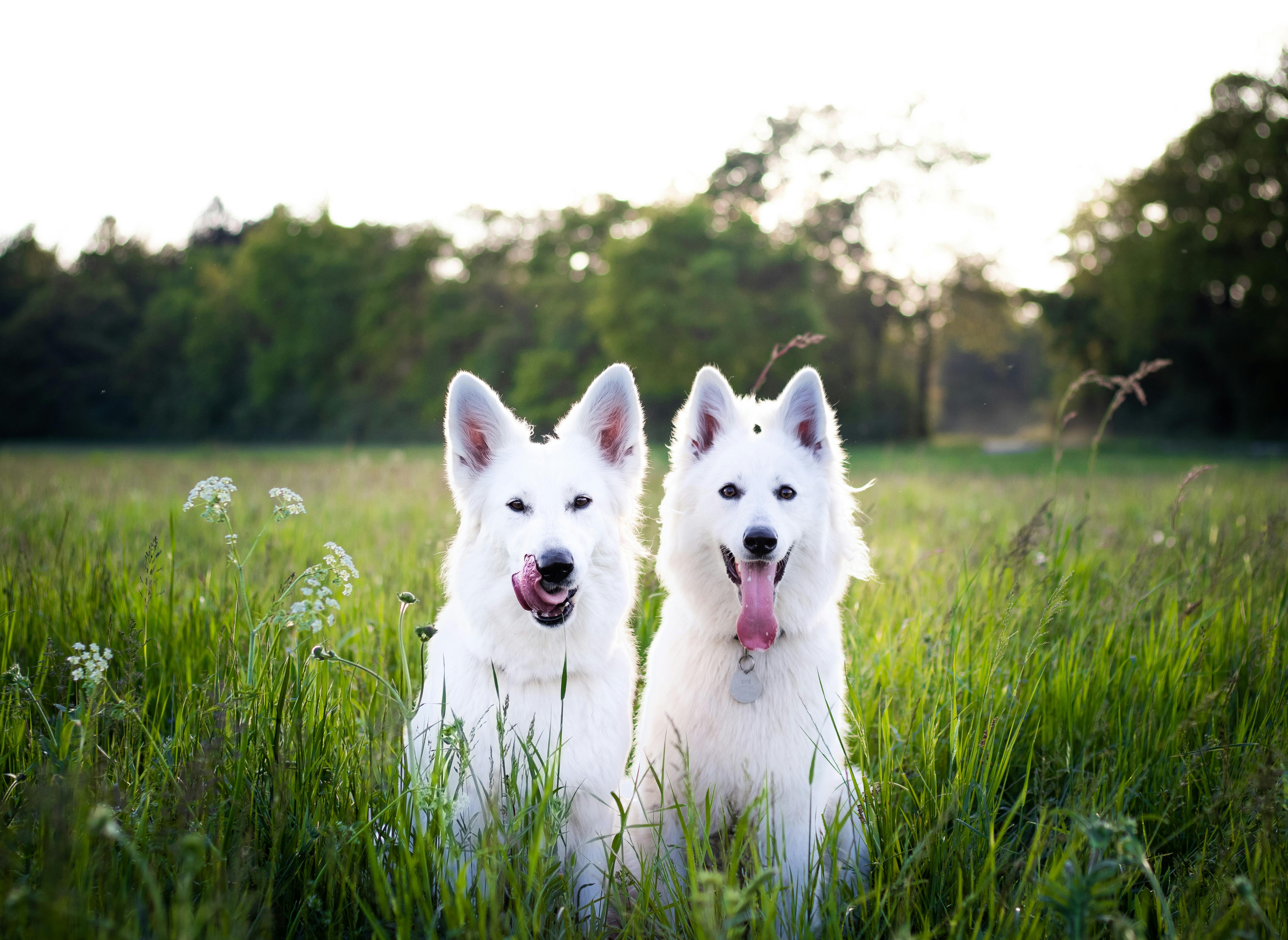 Zwei Hunde, die draußen sitzen | Quelle: Pexels