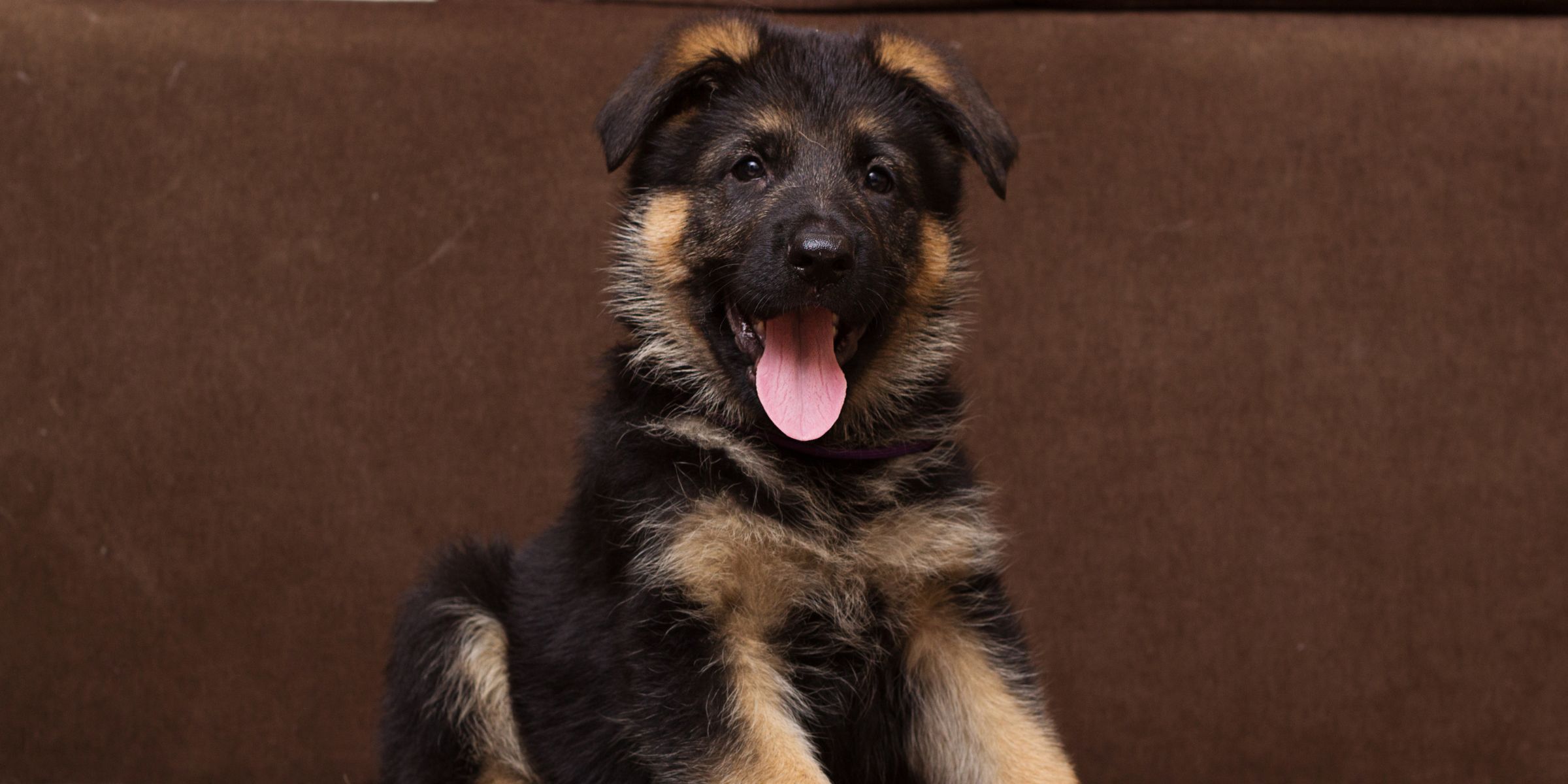 Ein glücklicher Welpe | Quelle: Shutterstock