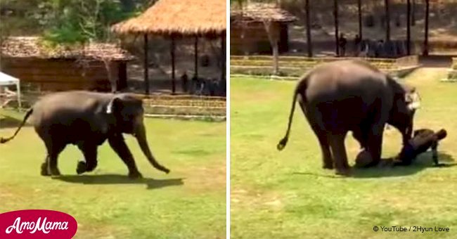 Ein riesiger Elefant bemerkte, dass sein Besitzer „überfallen“ wurde, und seine unglaubliche Reaktion wurde viral