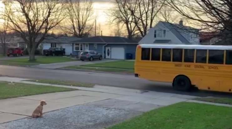 Bentley sitzt auf der Auffahrt, als der Bus die Schulkinder mitnimmt | Quelle: Facebook/Melissa Nixon