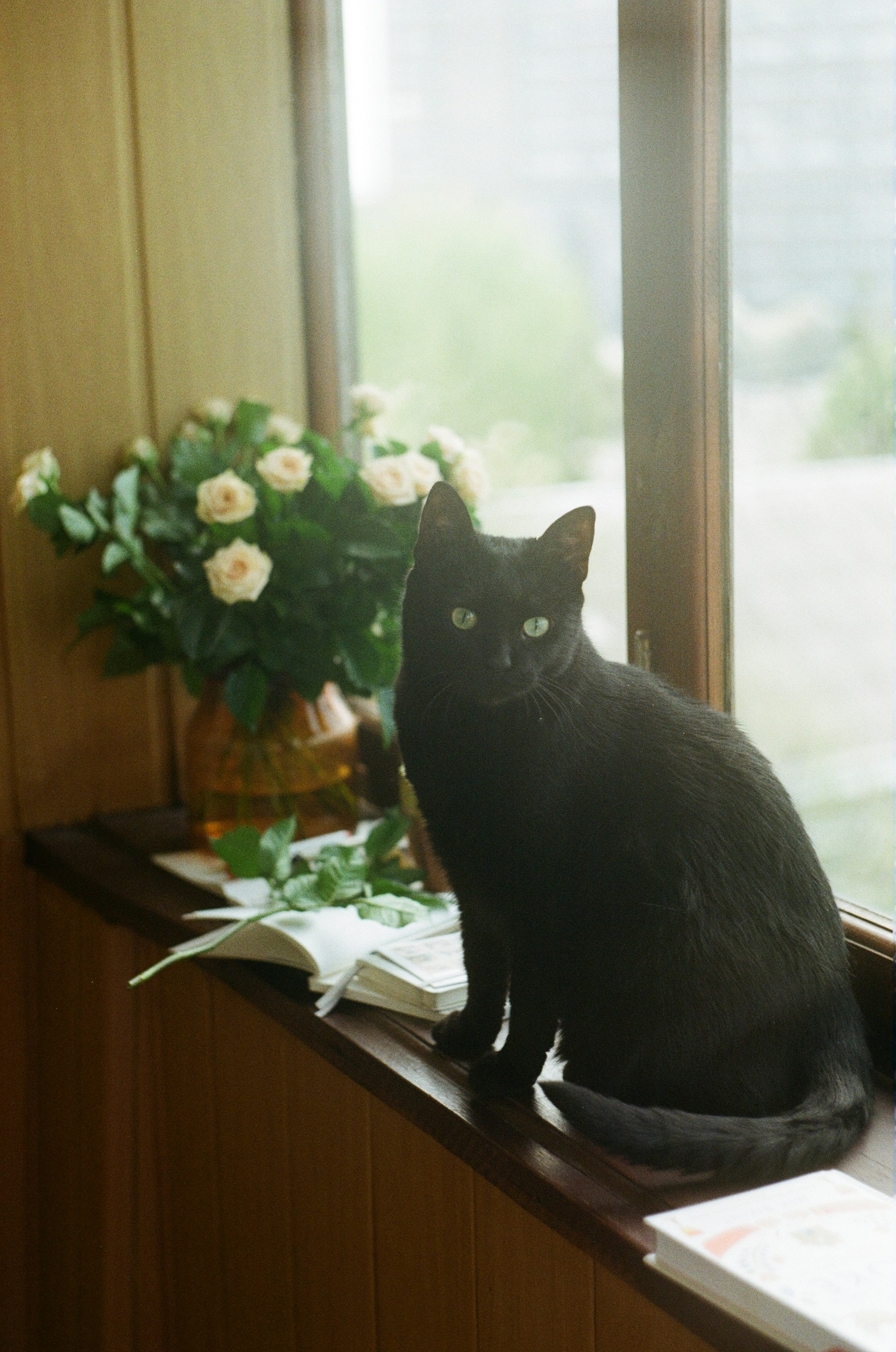 Eine liebenswerte schwarze Katze sitzt auf einer Fensterbank | Quelle: Unsplash