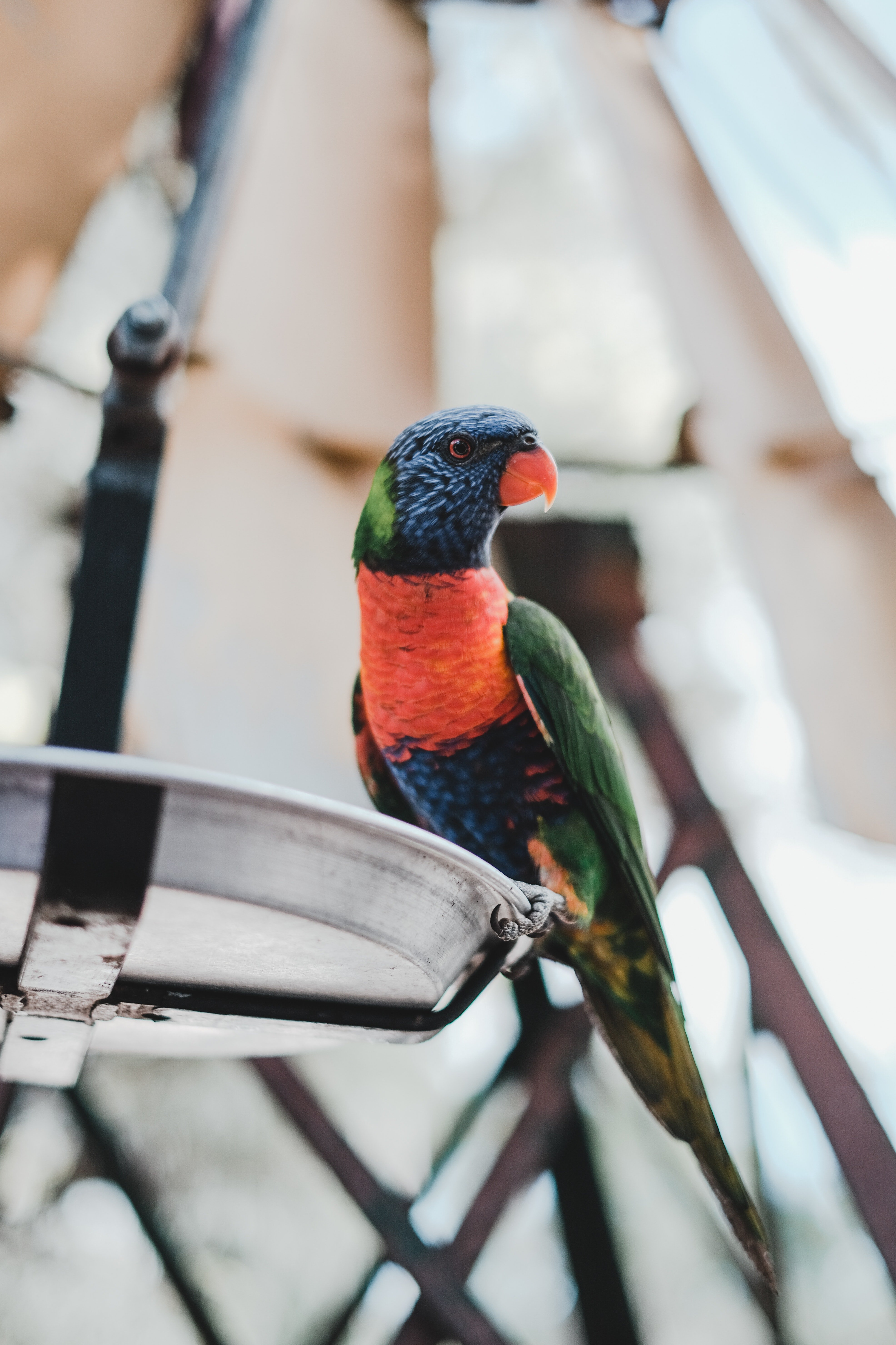 Ein Papagei, der auf einem Stock hockt. | Quelle: Pexels