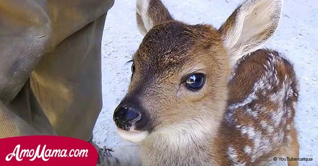 Ein Reh-Baby verwechselt einen Holzfäller mit seiner Mutter und ihr Treffen ist so niedlich