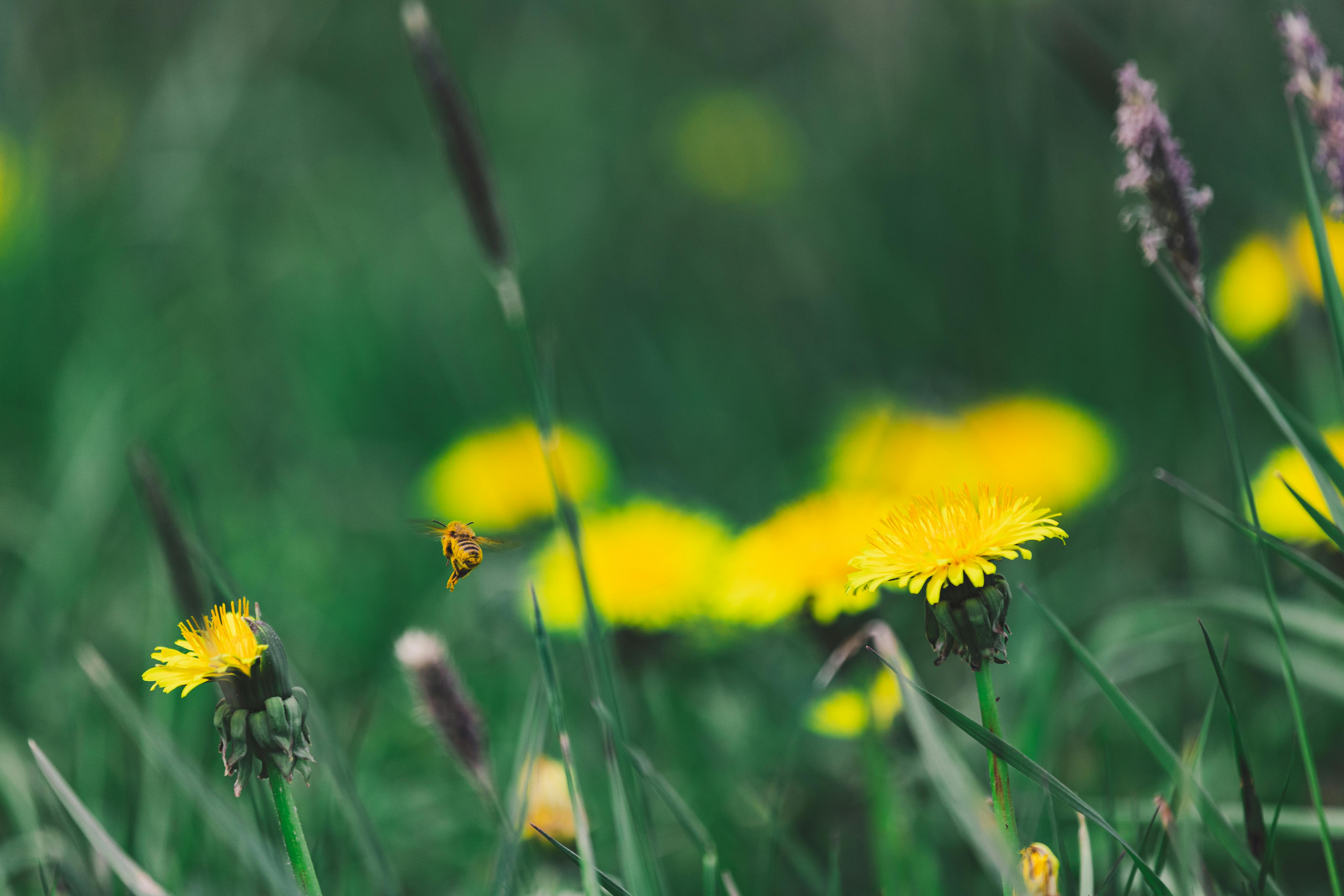 Löwenzahn wächst im Gras | Quelle: Pexels