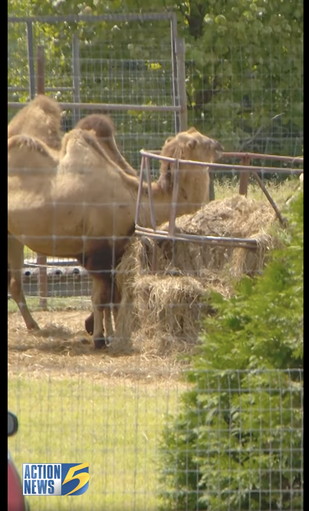 Kamele im Tennessee Safari Park in Alamo, Tennessee, zu sehen in einem Video vom 4. September 2024 | Quelle: Facebook/WMCActionNews5