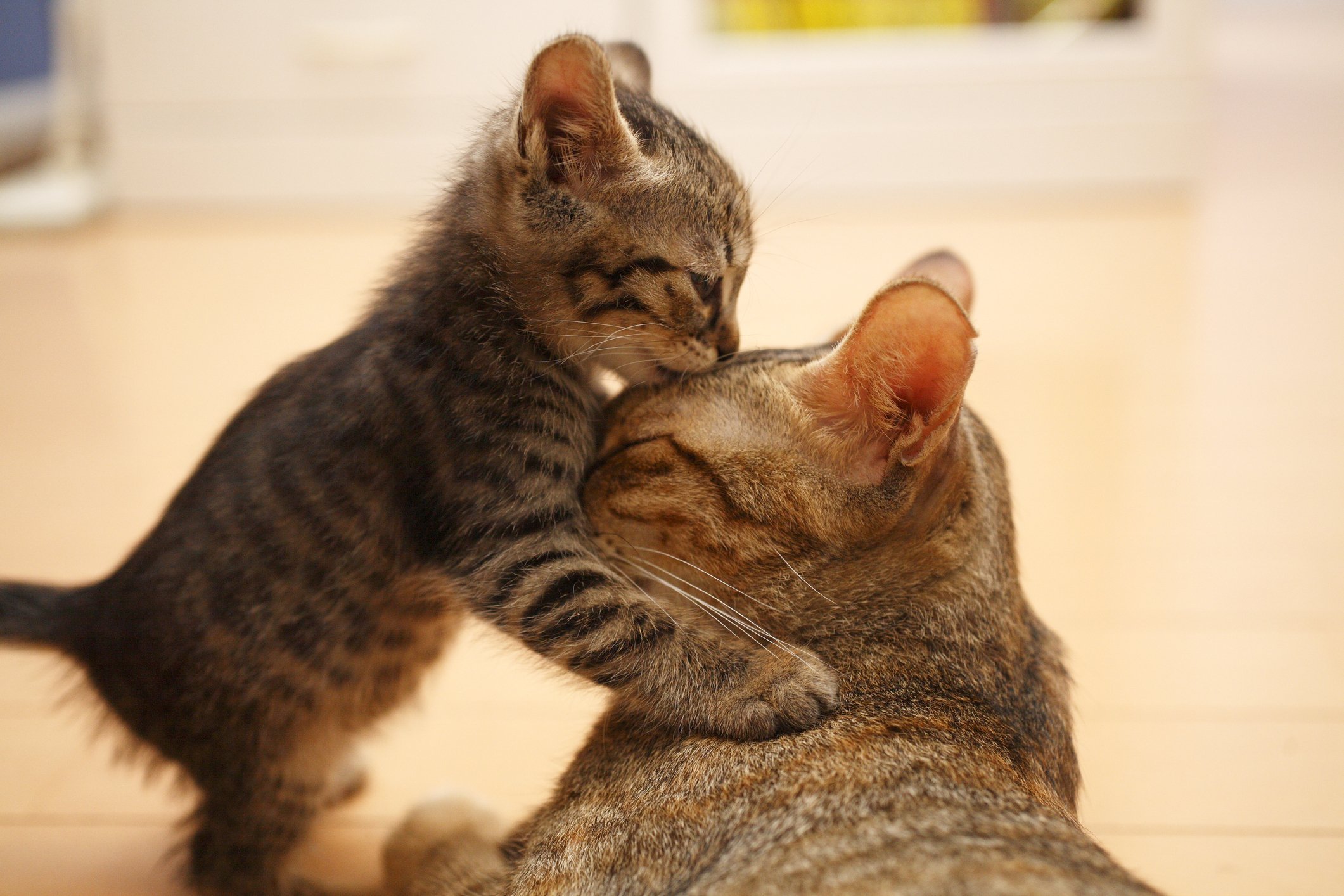 Zwei Katzen. | Quelle: Getty Images