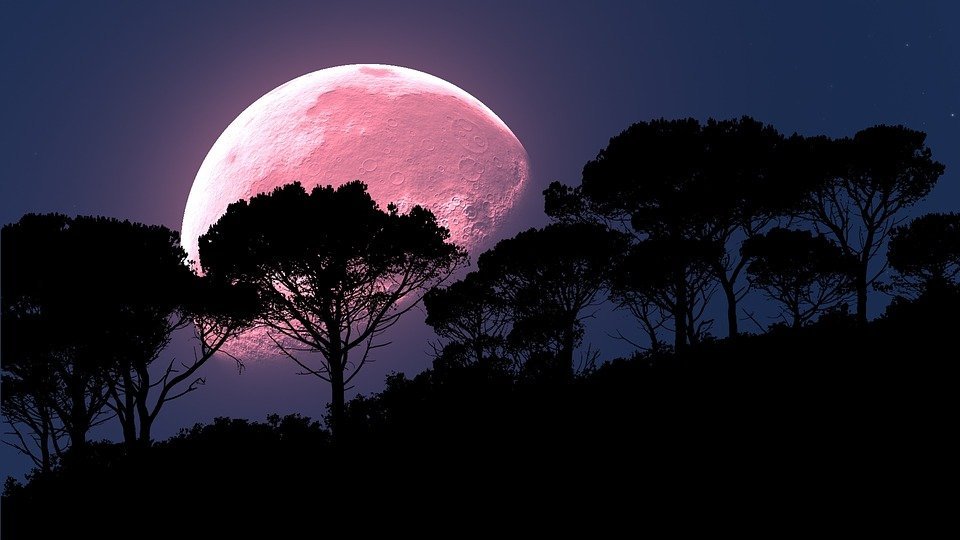 Rosa Mond und Wald | Quelle: Pixabay