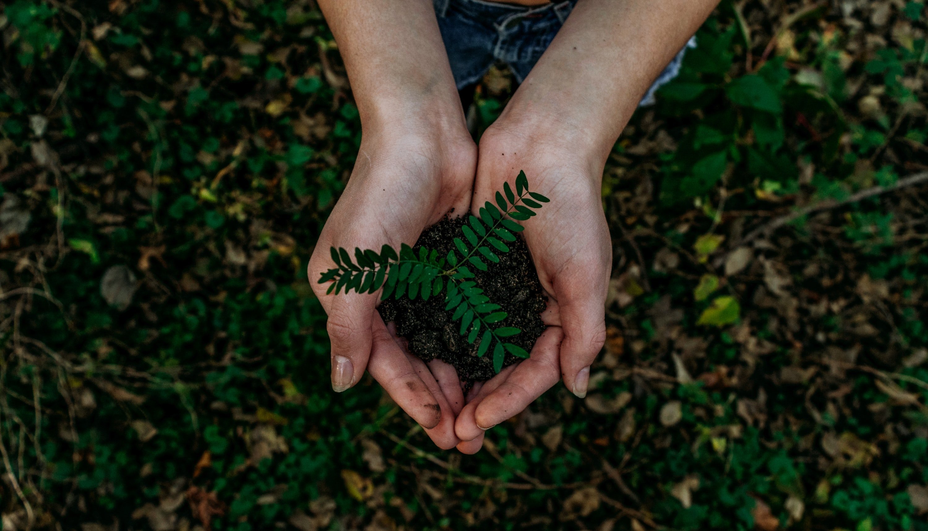 Im Austausch für Franks Wasser pflanzten die Menschen Bäume. | Quelle: Unsplash