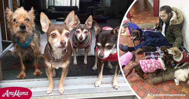 Ein Tierheim kümmert sich um die Haustiere der Krebspatienten, damit sie behandelt werden können, ohne sich von ihren Vierbeinern zu trennen