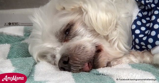 Allein und verlassen: Der arme Hund stirbt vor Trauer, weil er von seinen Besitzern ausgesetzt wurde