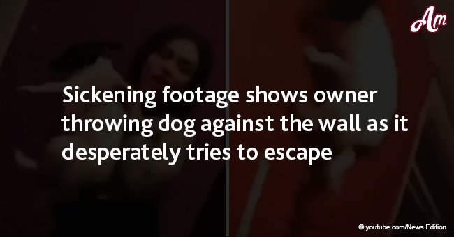 Widerliches Video zeigt, wie Besitzerin ihren Hund gegen die Wand wirft, als dieser zu entkommen versucht