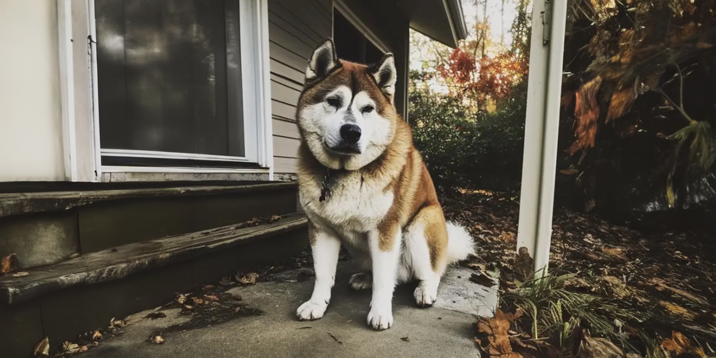 Ein Hund sitzt vor einem Haus | Quelle: AmoMama