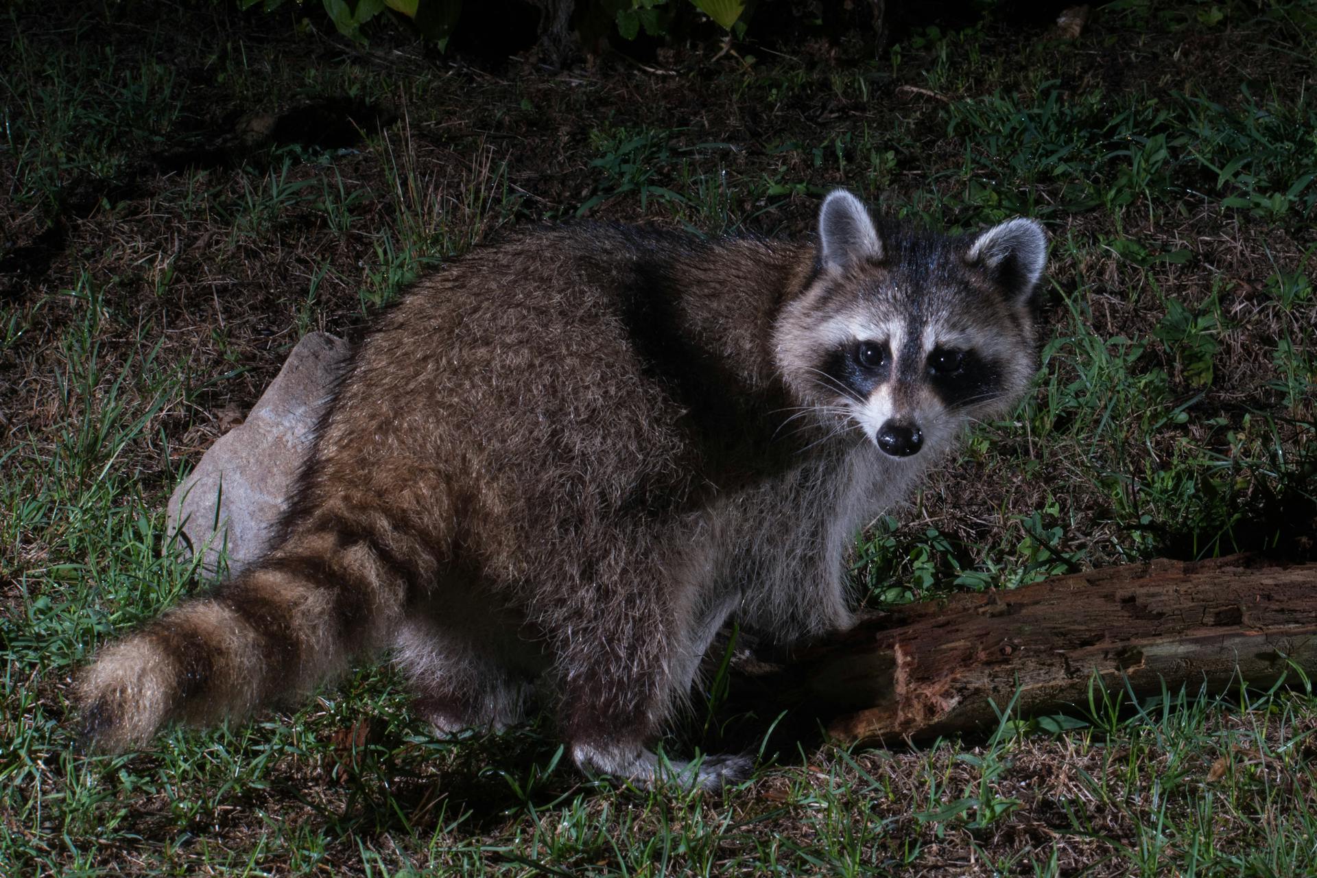 Ein Waschbär in einem Garten bei Nacht | Quelle: Pexels