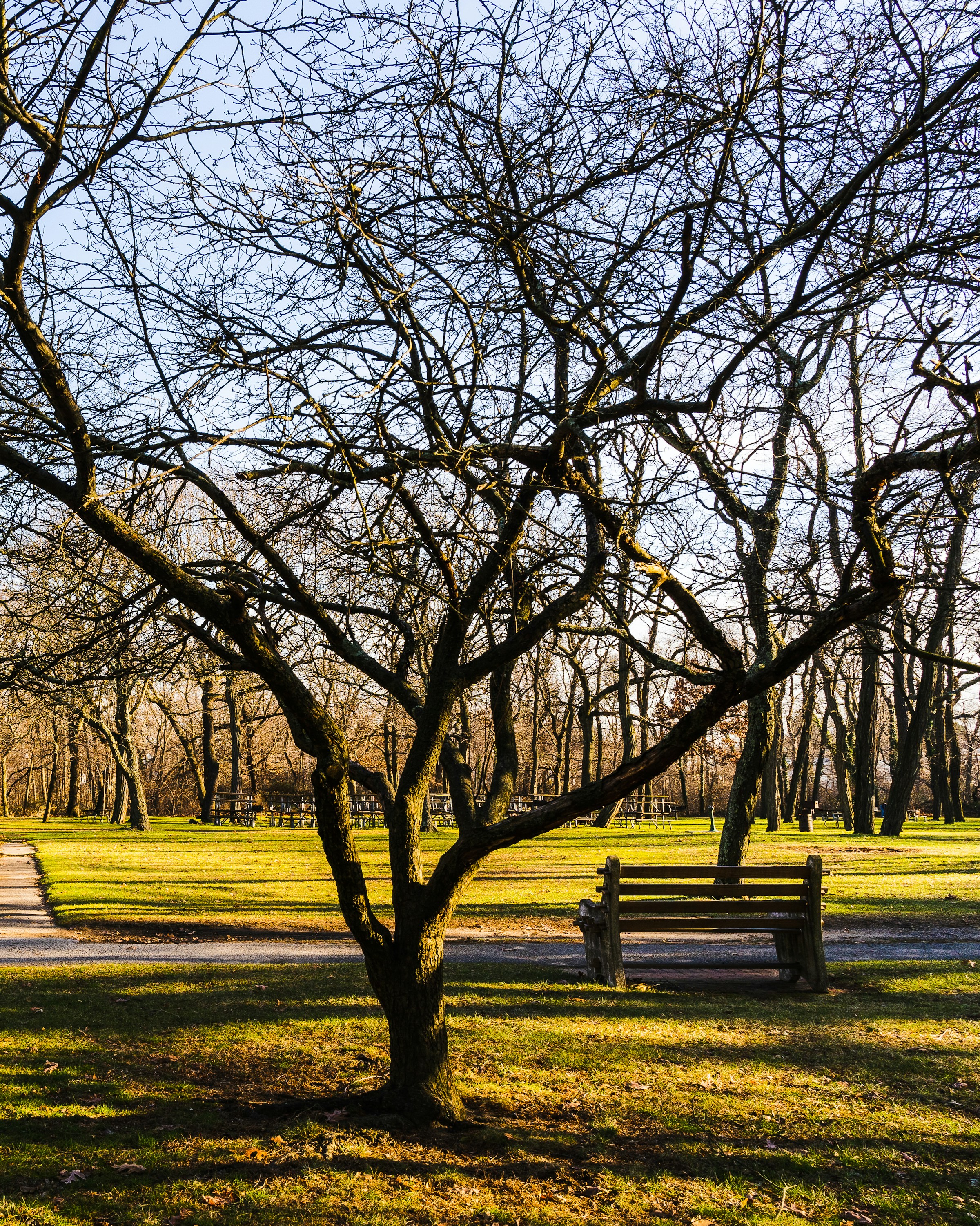 Eine Holzbank in einem Park | Quelle: Unsplash