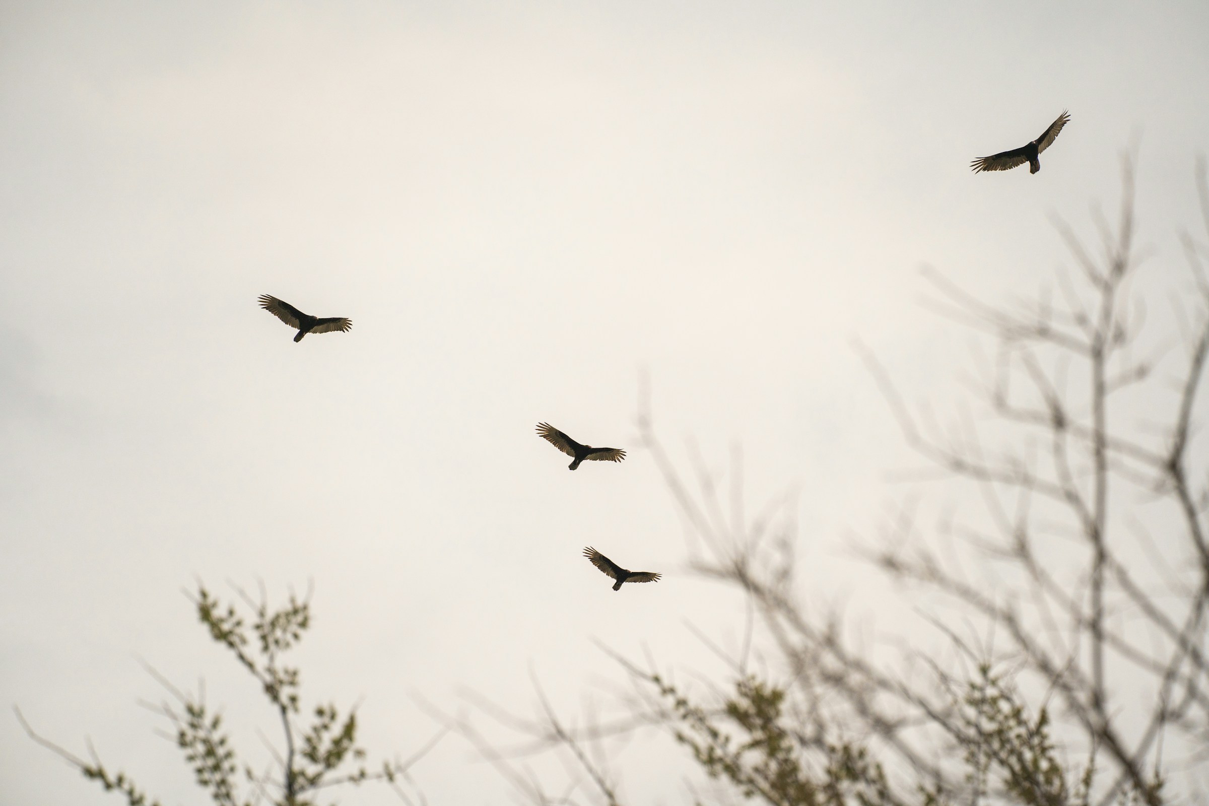 Raubvögel kreisen am Himmel | Quelle: Unsplash