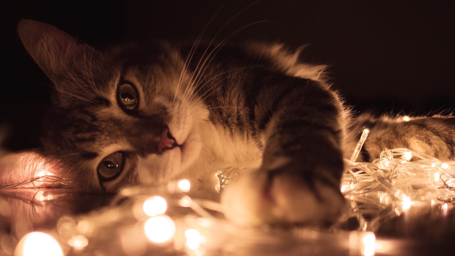 Katze spielt mit Lichterketten | Quelle: Pexels