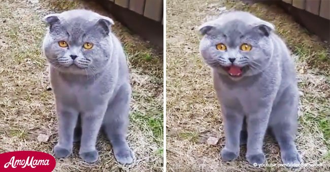 Ein Video zeigt eine wütende Katze, die gegenüber der Besitzerin flucht, die sie auf der Straße vergessen hat