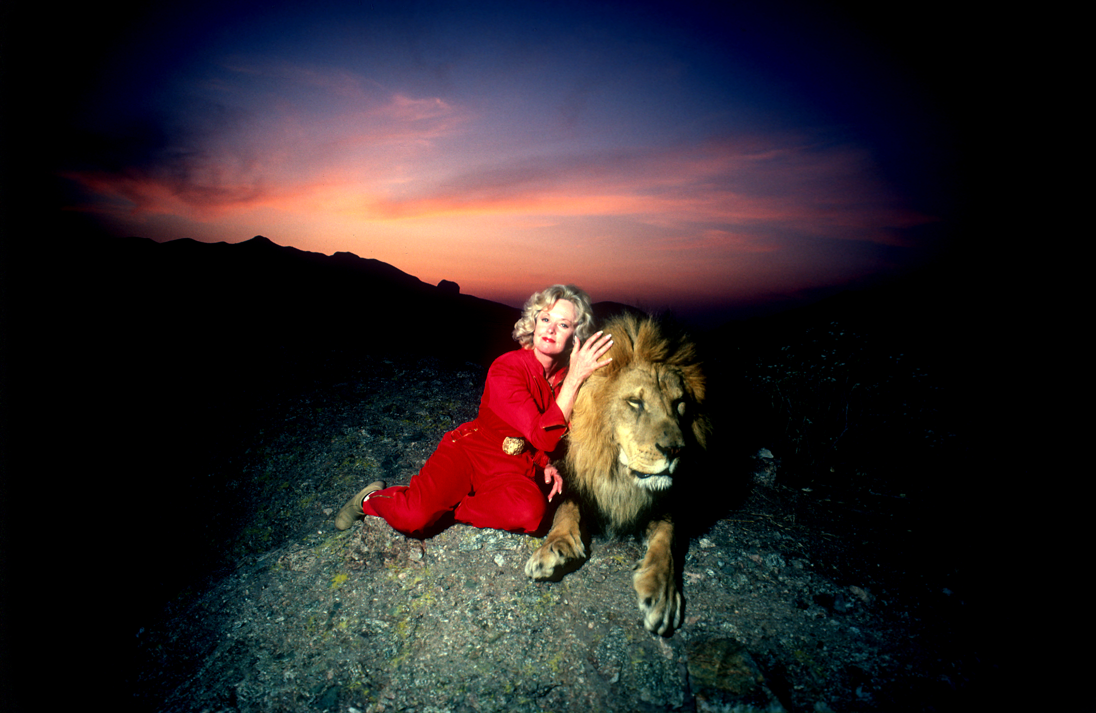 Tippi Hedren mit einem ausgewachsenen männlichen Löwen auf einem Hügel mit Blick auf ihr Saugus Animal Reserve in Saugus, Kalifornien, am 16. November 1983. | Quelle: Getty Images