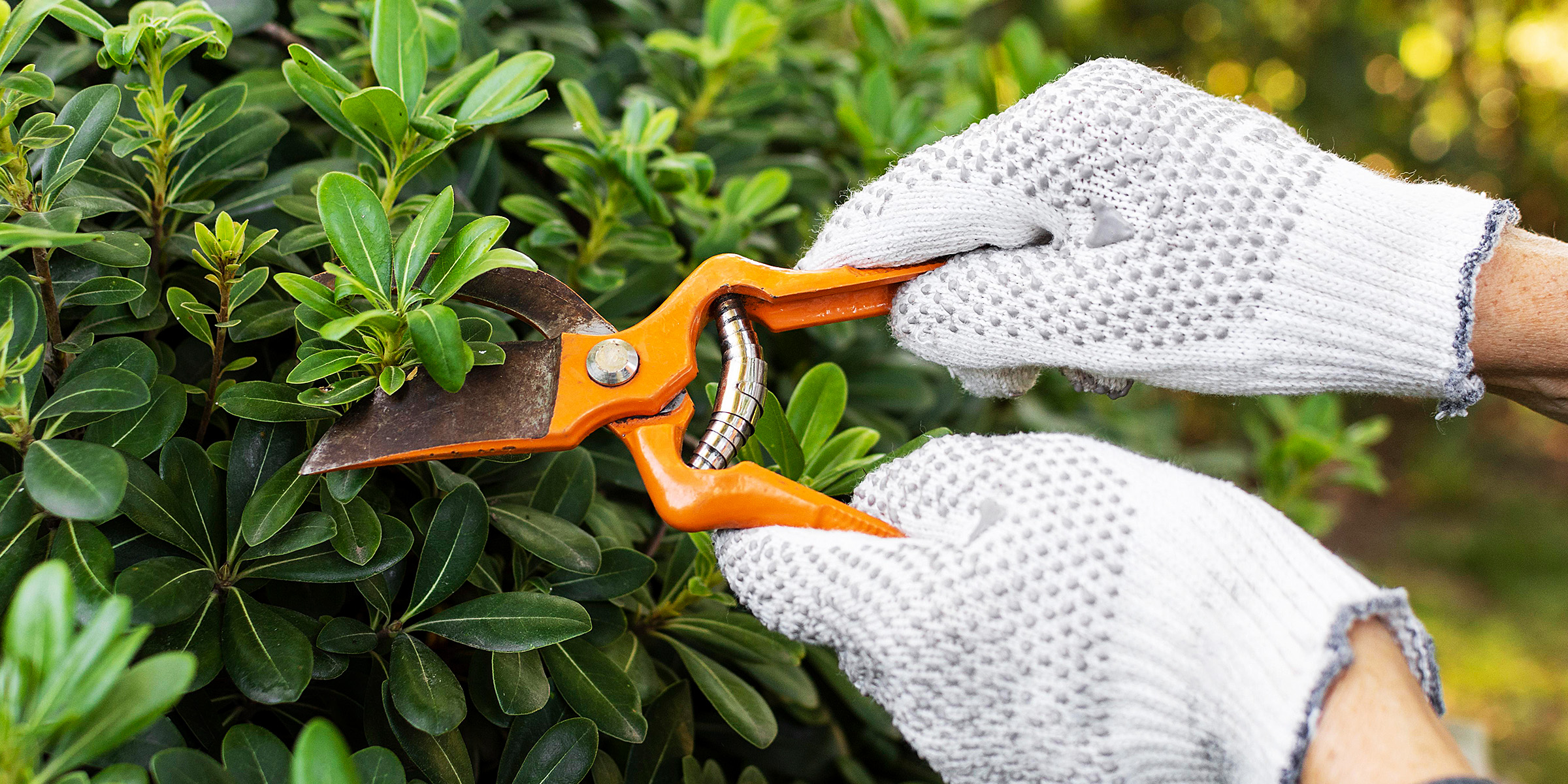 Eine Nahaufnahme von behandschuhten Händen, die Blätter mit einer Baumschere schneiden | Quelle: Freepik