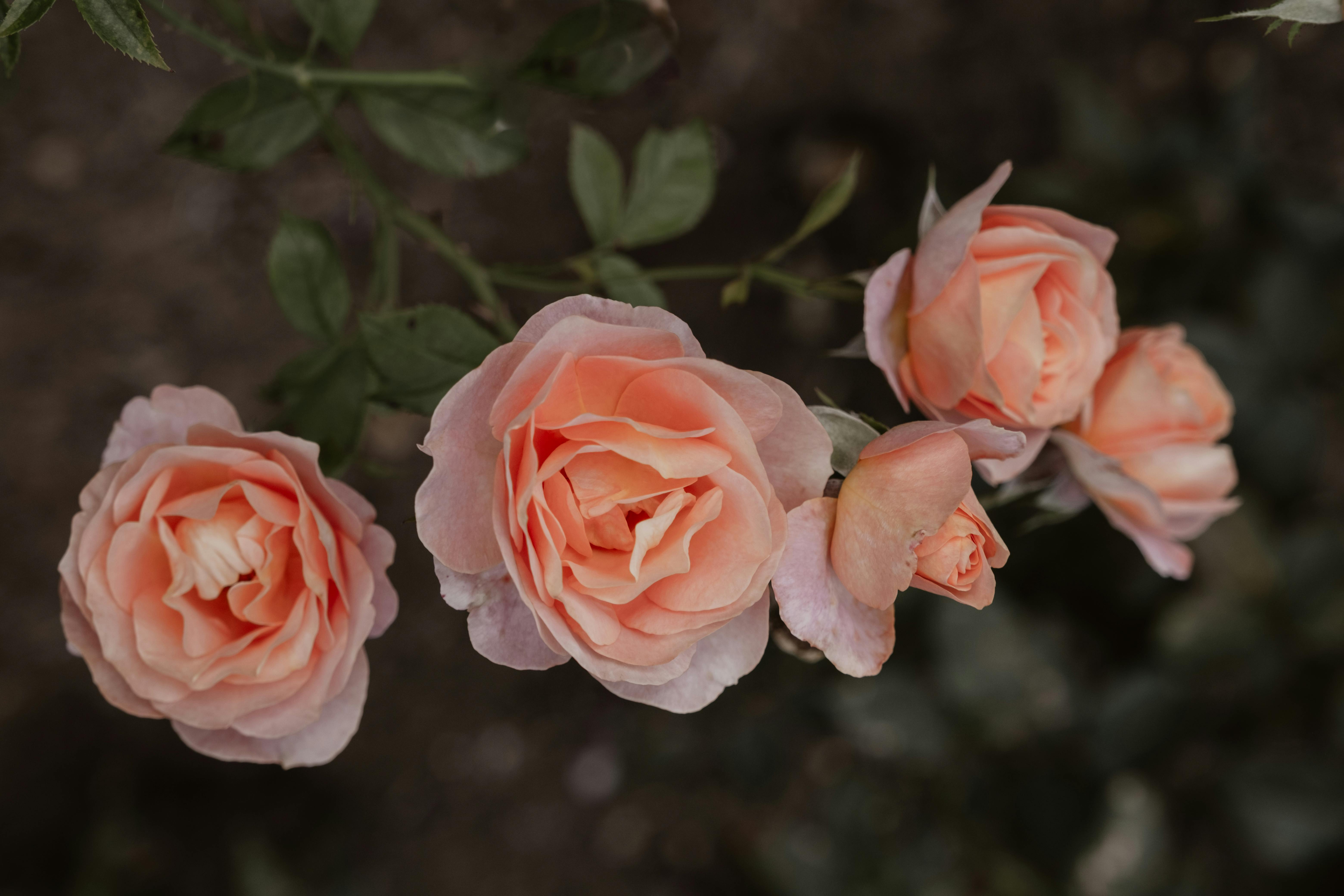 Blühende Rosen | Quelle: Pexels